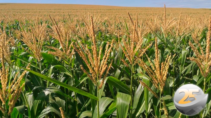 Após queda de produtividade da soja, Diamantino/MT acompanha bom desenvolvimento das lavouras de milho