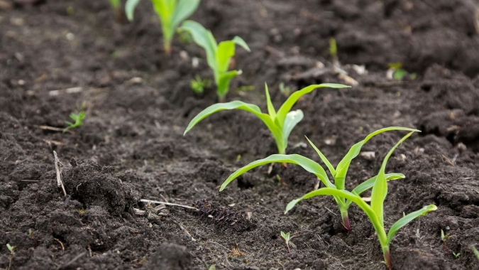 Plantio do milho ganhou ritmo na última semana, mas ainda há riscos para produtividade