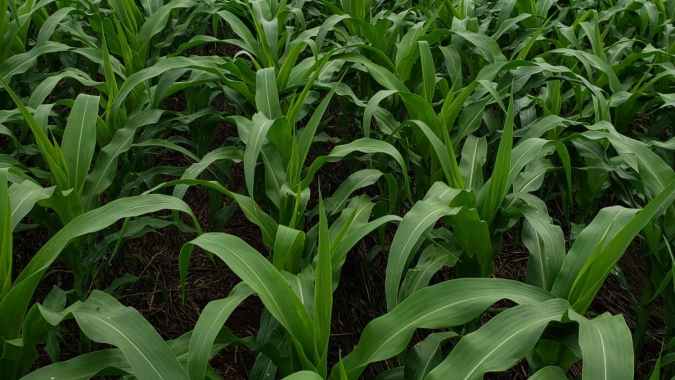 IDR-Paraná apresenta alternativas para uma agricultura mais sustentável e lucrativa nas culturas de feijão e milho