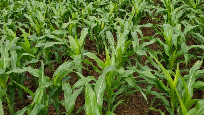 Chuvas impedem avanço do plantio do milho na Argentina, mas melhoram qualidade das lavouras, aponta Bolsa de Buenos Aires