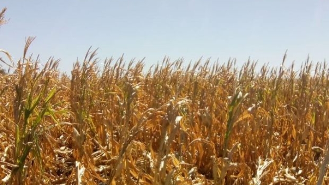 Safras de soja e milho da Argentina podem cair até 25% por seca, diz bolsa