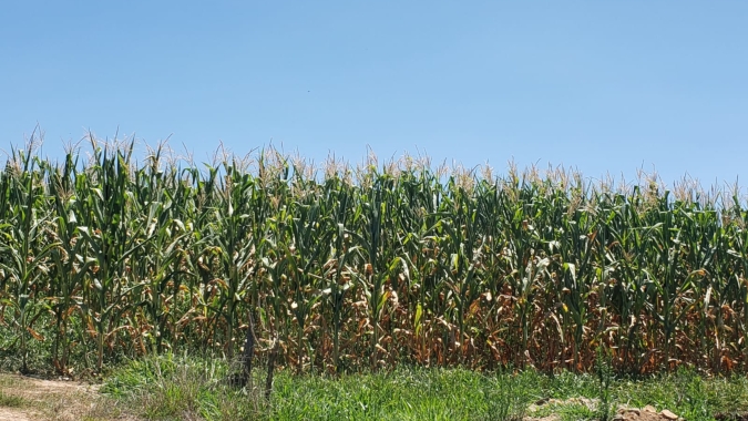 Segundo ano de estiagem preocupa cooperativas agropecuárias gaúchas