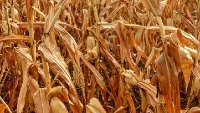 Ministério da Agricultura mostra avanço mínimo do plantio do milho na Argentina e danos pela falta de chuvas