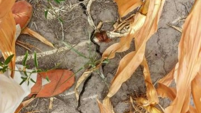 Falta de chuvas impede avanço do plantio de milho em algumas delegações da Argentina, relata Ministério da Agricultura