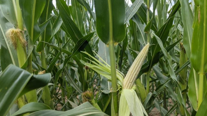 Bolsa de Buenos Aires indica baixa produtividade nas primeiras colheitas da Argentina, mas melhora das lavouras tardias