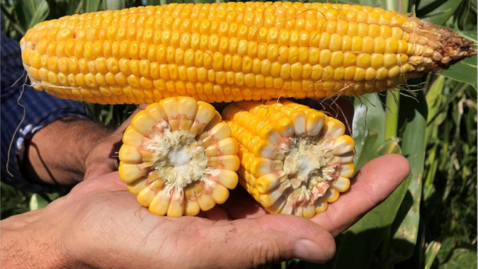 Ministério da Agricultura indica colheita do milho em 47% na Argentina