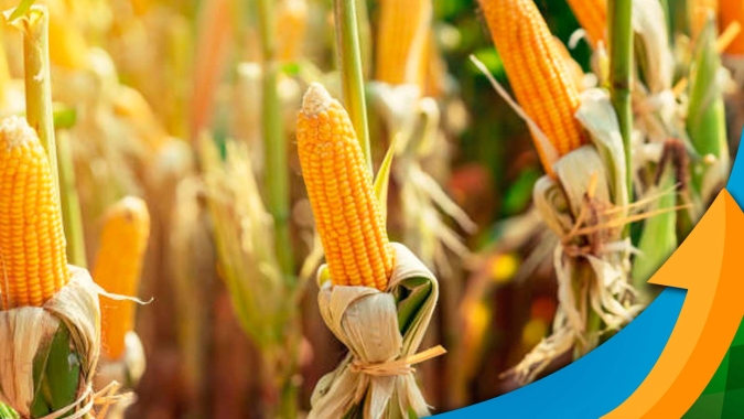 Produtores de Goioerê/PR esperam boa produtividade no milho, mas seguem fora do mercado diante de margens apertadas