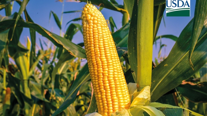 USDA estima menores produção e estoques finais globais de milho na safra 22/23