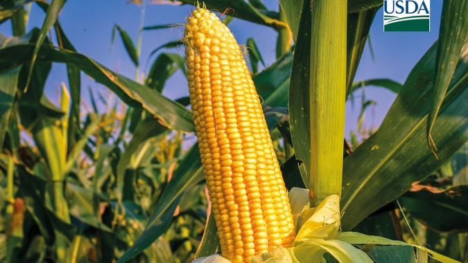 USDA informa nova venda de milho para a China nesta 4ª e volume na semana se aproxima de 2 mi de t