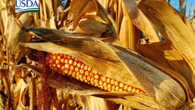 USDA informa nova venda de milho à Coreia do Sul nesta 5ª feira (9)