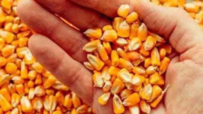 USDA indica colheita do milho acima do esperado pelo mercado e de soja em linha com o previsto
