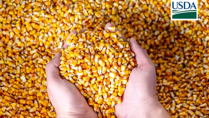USDA informa nova venda de milho nesta 4ª (22) para destinos não revelados