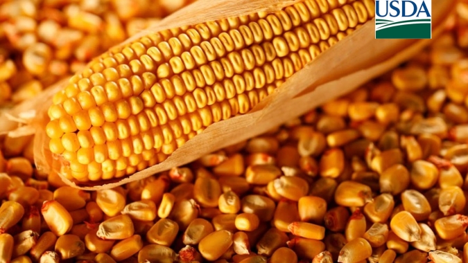 USDA informa nova venda de milho para destinos não revelados nesta 2ª feira (30)