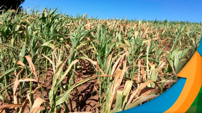 Falta de chuvas afetou lavouras de milho no Sealba e produtividade da 3ªsafra deve ser 30% menor
