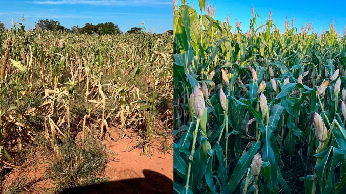 Campo Mourão/PR inicia colheita do milho com 2 realidades diferentes nas lavouras