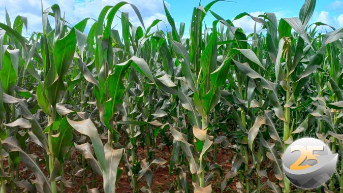 Se clima colaborar, média de produtividade do milho safrinha em Rio Brilhante (MS) deve chegar a 100sc/ha, diz liderança