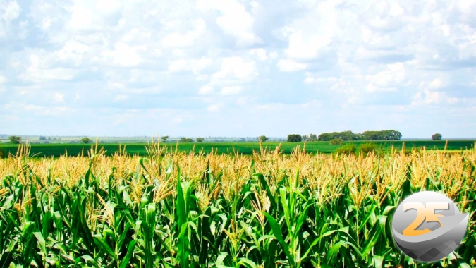 Oeste da Bahia registra queda na produtividade do milho, mas produção maior após aumento no plantio