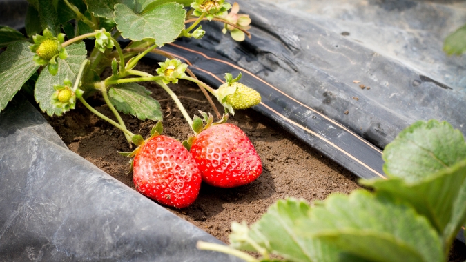 Irrigação tem influência nos sólidos solúveis totais (º Brix) e garante níveis adequados de doçura dos frutos