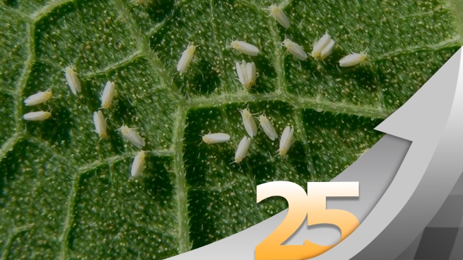 Região Médio-Norte do Mato Grosso enfrenta alta pressão de Mosca Branca