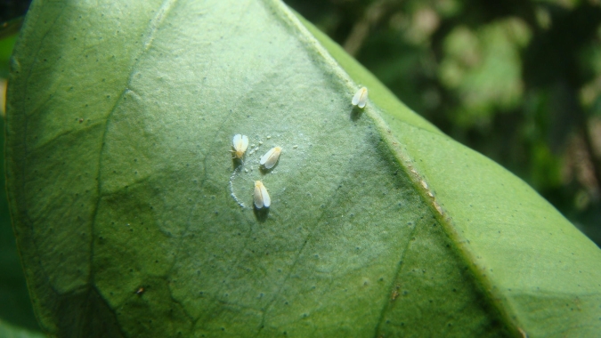 Mosca-Branca está tirando o sono do produtor de feijão em diversas áreas do Brasil