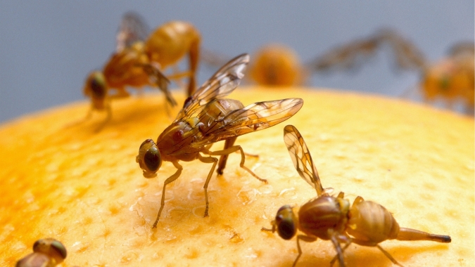 Controle da mosca-das-frutas exige atenção dos produtores rurais
