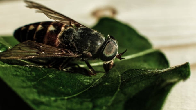 TJMS mantém condenação de usina por dano ambiental decorrente de descarte irregular de linhaça e proliferação descontrolada de moscas hematófagas em propriedade vizinha