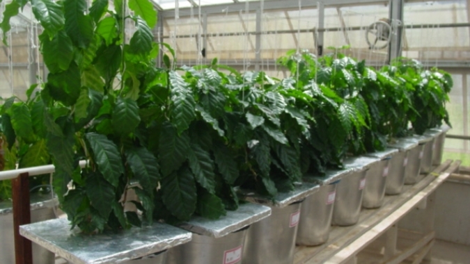 Estudos da Epamig selecionam cultivares de café arábica eficientes em ambientes com restrições de nitrogênio e de potássio