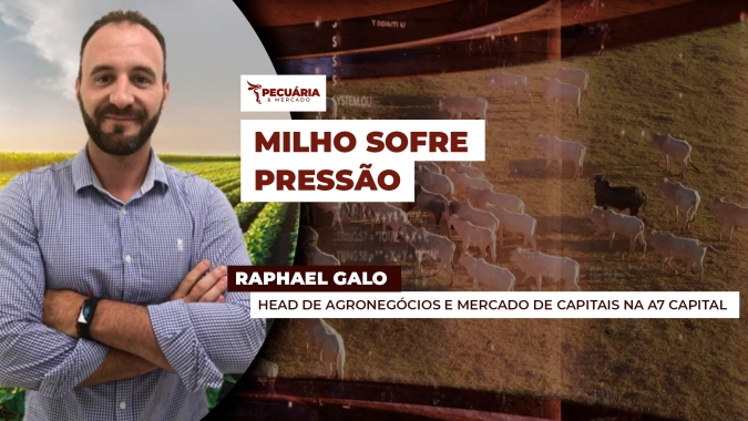 Caso de Influenza pressiona milho e mantém relação de troca favorável com arroba do boi