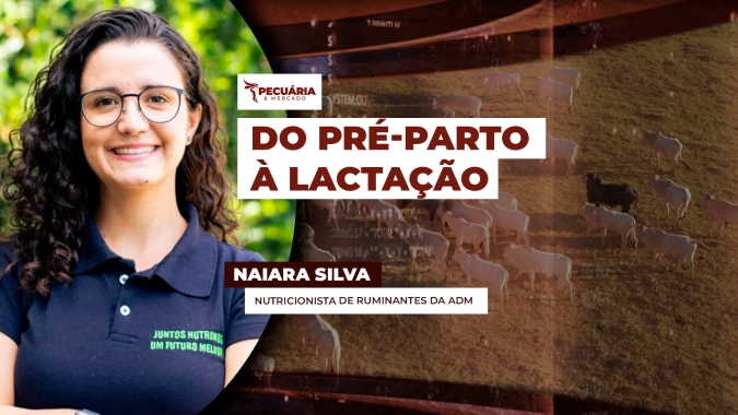 Estratégias nutricionais para apoiar período delicado de transição no rebanho leiteiro
