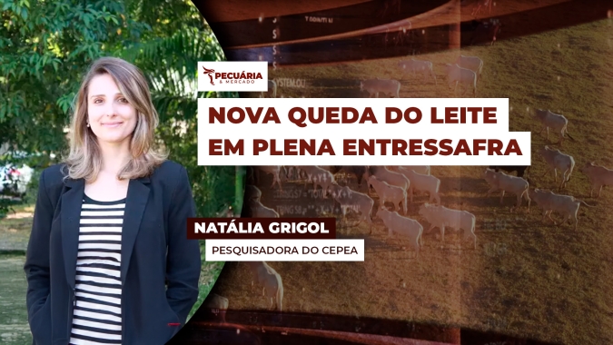 Enquanto leite ao produtor cai quase 4% , custo de produção recua apenas 0,72% em maio, diz Cepea