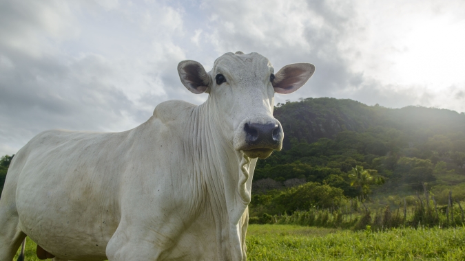 Agrobrazil: mercado do boi gordo tem destaque positivo para São Paulo e Mato Grosso do Sul