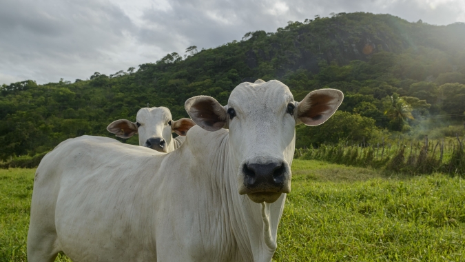 EUA devem retomar importações de gado mexicano até o final do ano, diz veterinário-chefe do USDA