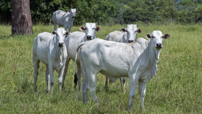 Agrobrazil: mercado do boi gordo segue pressionado, com estados monitorados negociando abaixo dos valores das semanas anteriores