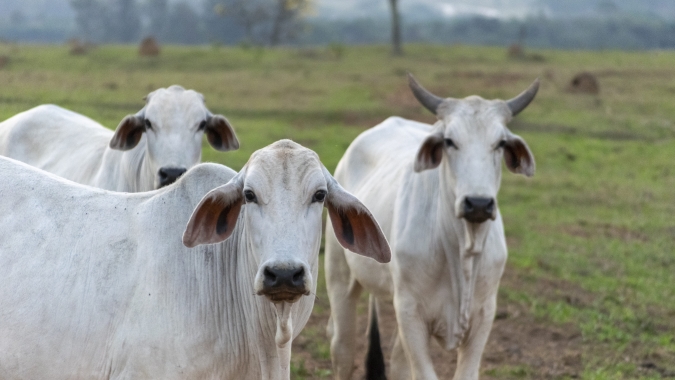 Agrobrazil: Mercado de boi gordo apresenta movimento de alta em praças importantes como São Paulo e Mato Grosso do Sul