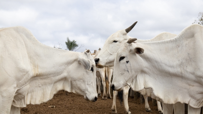 Agrobrazil: Goiás tem valores captados com média de R$ 304,61
