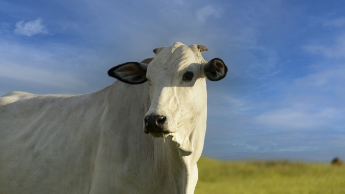 Boi/Cepea: Produção de carne bovina não acompanha avanço das exportações
