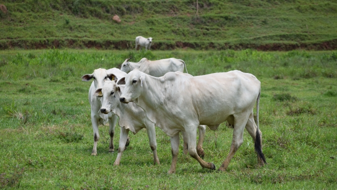 Agrobrazil: Aplicativo registra altas para o boi gordo nos estados de São Paulo e Mato Grosso do Sul