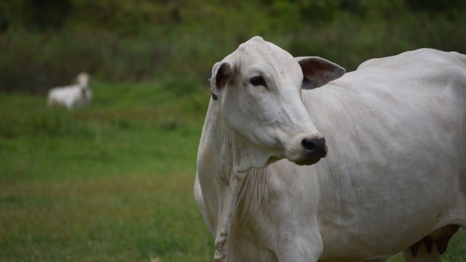 Boi/Cepea: Boi gordo se valoriza mais que vaca em 2026