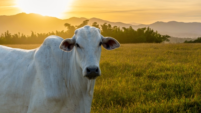 Radar Investimentos: 13º salário chegando aos brasileiros pode estimular demanda por carne bovina