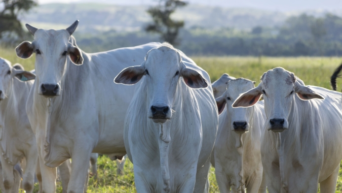 Boi/Cepea: Vantagem do preço da carne sobre boi gordo é recorde