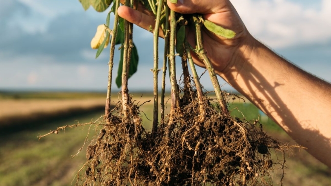 Verango® Prime transforma o combate aos nematoides no campo