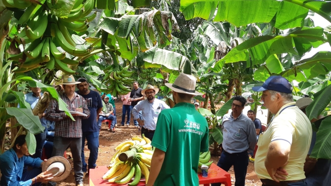 Nova cultivar de bananeira tipo Terra é lançada em Tangará da Serra