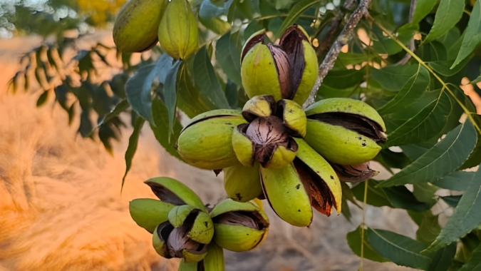 Produção de noz-pecã deve ser impactada pelo excesso de chuvas durante polinização