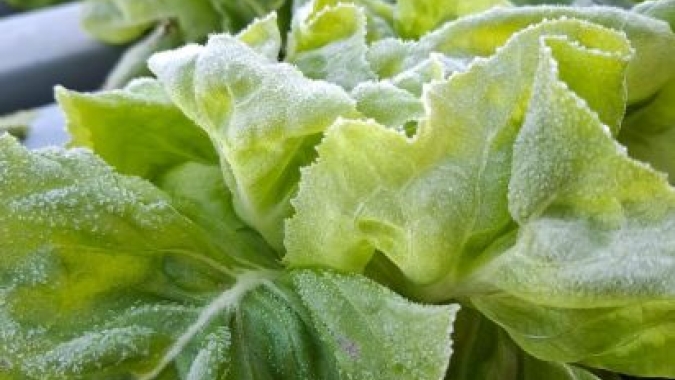Produção de folhosas é afetada por chuvas e frio no RS