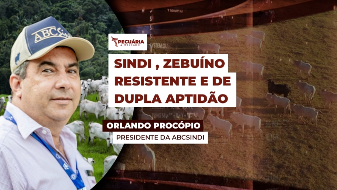 Raça Sindi é conhecida pela rusticidade e se destaca na produção de carne e leite