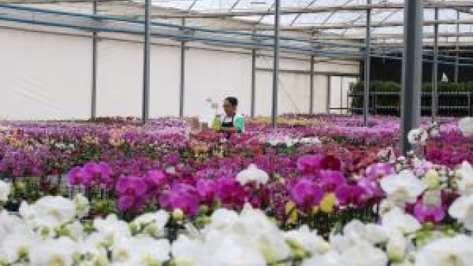 Dia da Mulher estimula a venda de flores e crescimento deve chegar a 10% na semana