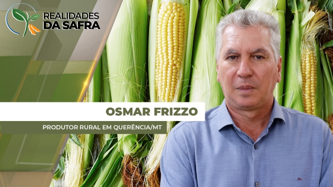 Colheita do milho deve se intensificar ao longo dessa semana em Querência/MT