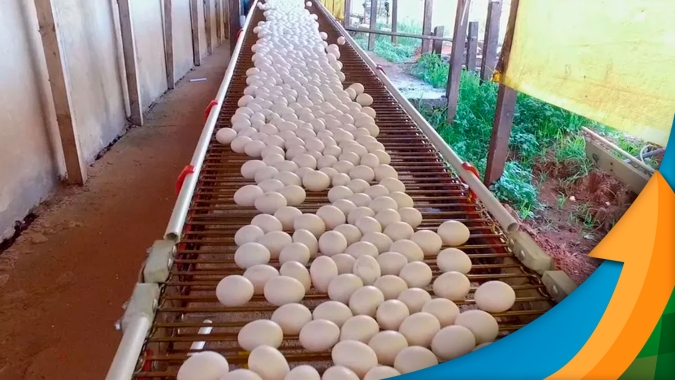 Mercado de ovos "anda de lado" em setembro, aponta analista