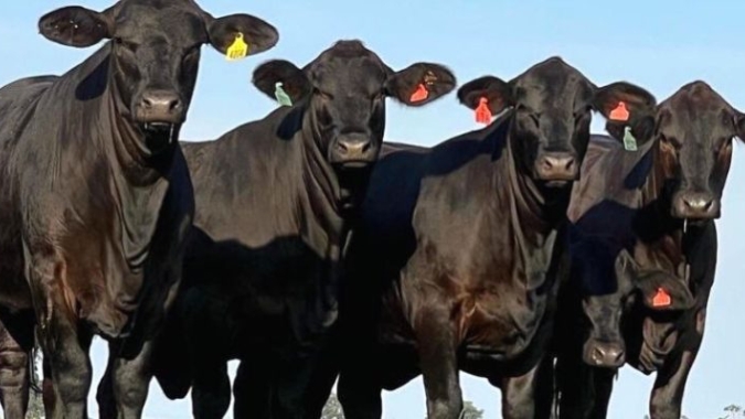 Embrapa avalia temperamento de bovinos da raça Brangus