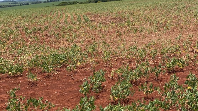 Rally da Safra: Seca e altas temperaturas no Sul do Brasil reduzem estimativa da produção de soja para 134,2 milhões de toneladas
